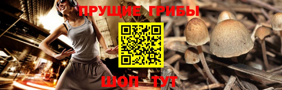 Галлюциногенные грибы прущие грибы Кисловодск